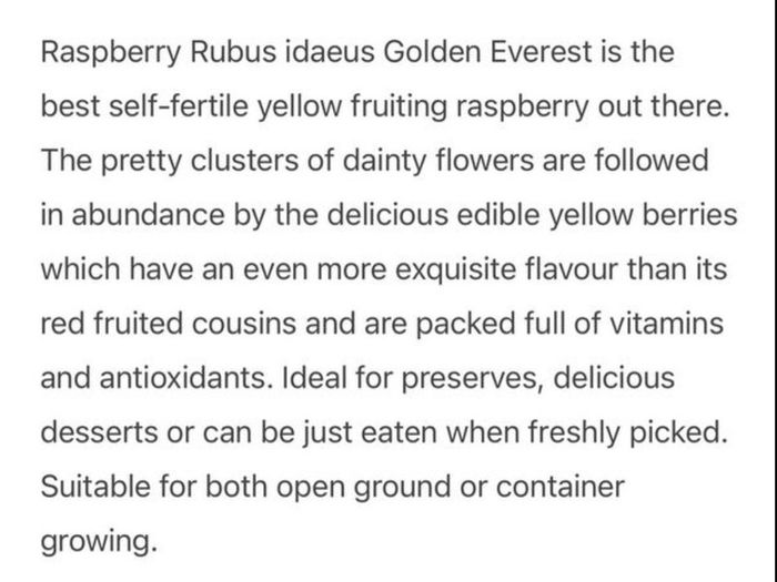 Yellow Big Raspberry plant