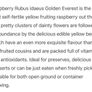 Yellow Big Raspberry plant Image 2