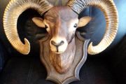 Mounted Ram's Head - Plastic Cast