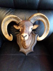 Mounted Ram's Head - Plastic Cast
