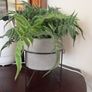artificial indoor plant Image 3