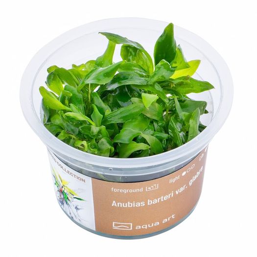 Aqua-Art Bucephalandra, Anubias ect aquarium in vitro plants