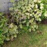 Free Plants/bushes Image 2