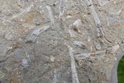 FOSSIL PLATE -  incl. Crinoids Coral Belemnites Bivalves