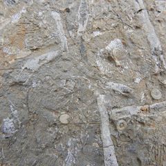 FOSSIL PLATE -  incl. Crinoids Coral Belemnites Bivalves
