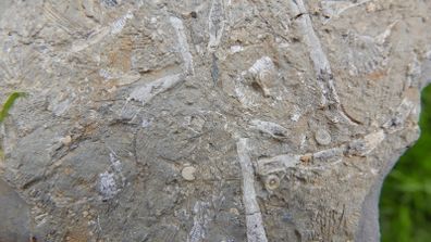 FOSSIL PLATE -  incl. Crinoids Coral Belemnites Bivalves