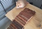 gerbils