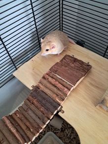 gerbils