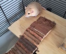 gerbils