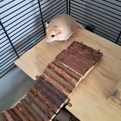 gerbils