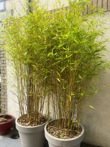 Bamboo trees x 2