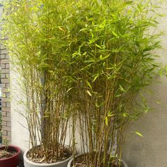 Bamboo trees x 2