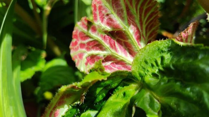 Begonia Tuberhybrida