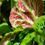 Begonia Tuberhybrida Image 2