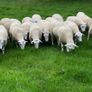 Belclare rams for sale Image 3