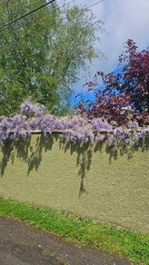 Wisteria Climbing Plants