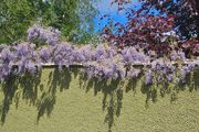 Wisteria Climbing Plants
