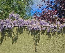 Wisteria Climbing Plants