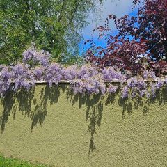 Wisteria Climbing Plants