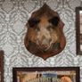 Vintage Wild Boar Shoulder Mount Image 3