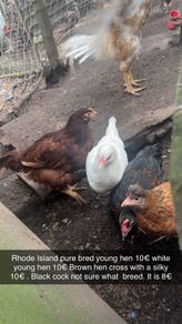 chickens