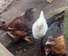 chickens