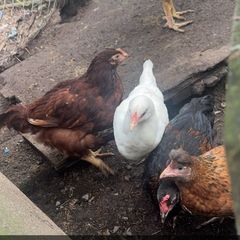 chickens