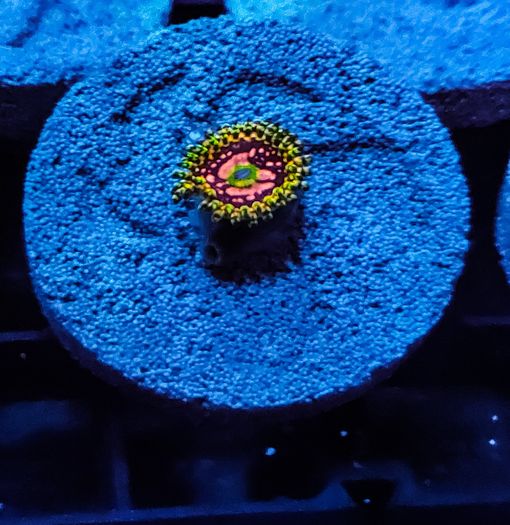 Space Chaos zoa