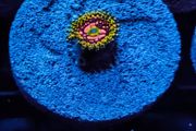 Space Chaos zoa