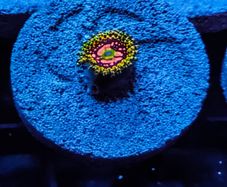 Space Chaos zoa
