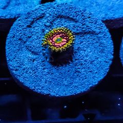 Space Chaos zoa
