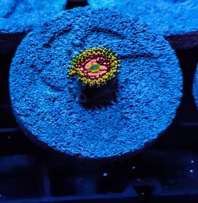 Space Chaos zoa