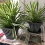 Plant Selection x 5 Image 2