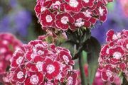 (D) Dianthus Heimatland seeds 0.5g (420544)