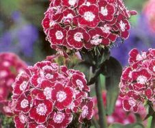 (D) Dianthus Heimatland seeds 0.5g (420544)