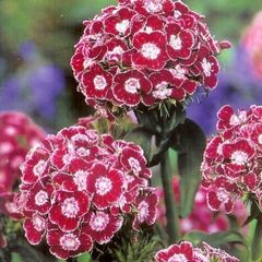 (D) Dianthus Heimatland seeds 0.5g (420544)