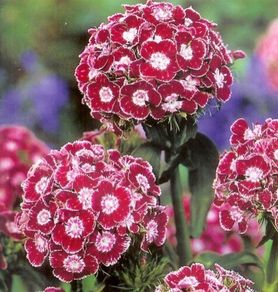 (D) Dianthus Heimatland seeds 0.5g (420544)