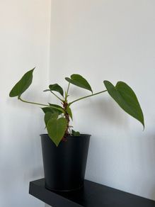 Small Common Ivy plant with pot