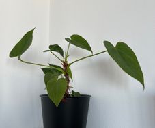 Small Common Ivy plant with pot