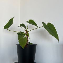 Small Common Ivy plant with pot