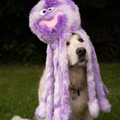 Like New: Large Dog Octopus Toy (60cm)