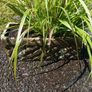 Terracotta planter with 3 spilanthes plants Image 4