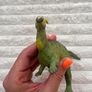 1988 Carnegie Collection Safari Parasaurolophus Dinosaur approx. 12.5 cm. Used Please see photos Image 8