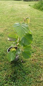 Hazelnut tree