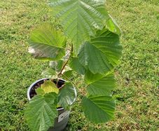 Hazelnut tree