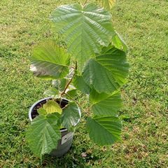Hazelnut tree
