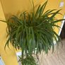 plants Image 2