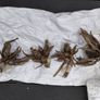 Dahlia tubers Image 3