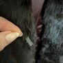 Stunning vintage Coney fur jacket . Image 3