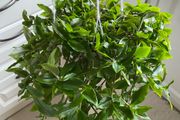 Plant - Tradescantia Fluminensis Green Hill - Houseplant